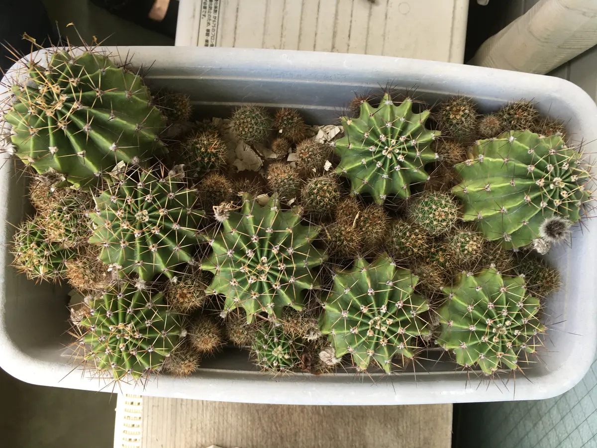 サボテンの短毛丸について質問します。数年前に一つのプランタ