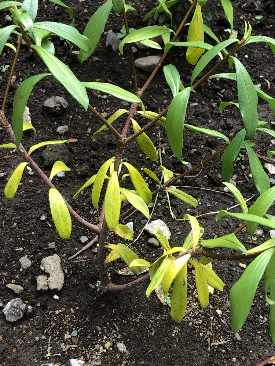 沈丁花 葉 が 落ちる