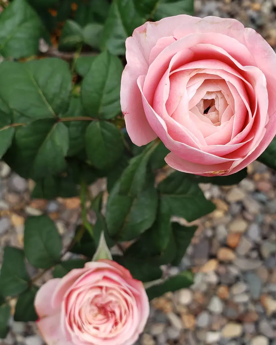 鴨居玲　花　バラ　薔薇　鑑定書なし 白鳥 (はくちょう) - バラ図鑑 - NOIBARA