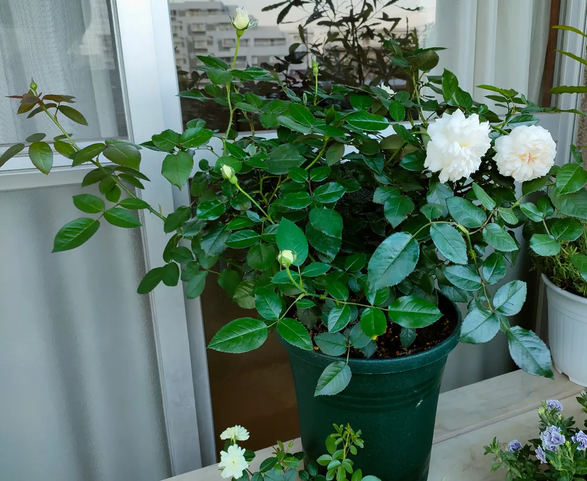 ボレロ　大苗　8号鉢　バラ バラの初心者です。ボレロの大苗を先月購入しました。8号鉢に植