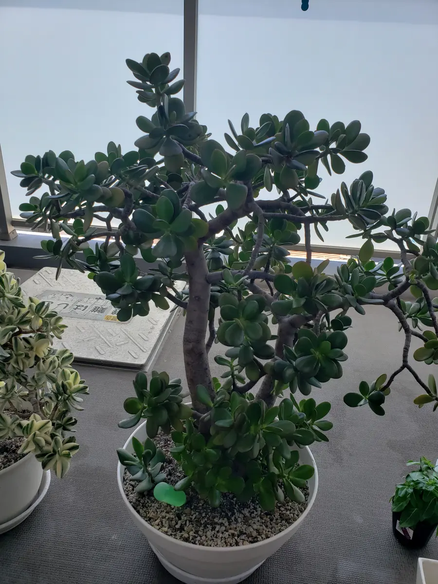 亡母から5年前に受け継いだ金のなる木がどんどん大きくなりま