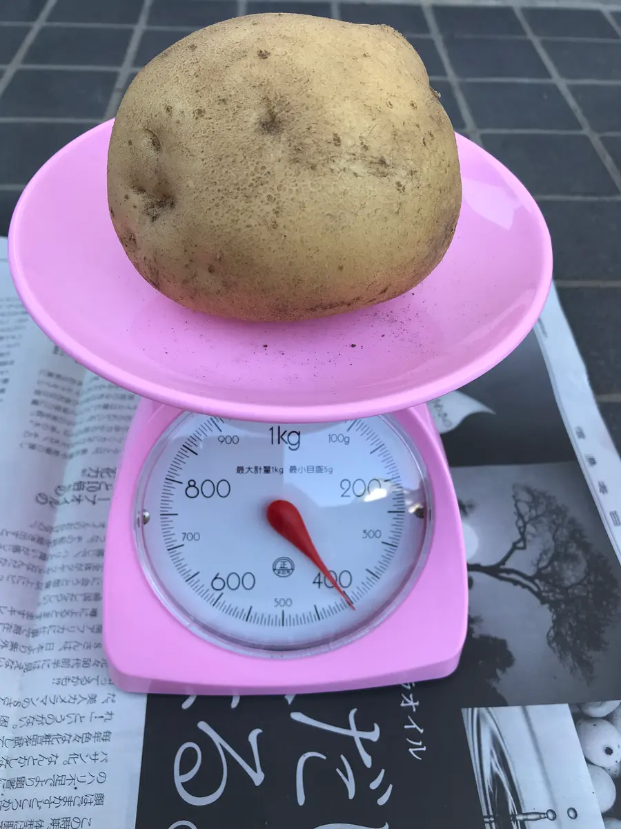 ジャガイモが作ったもの ジャガイモが作ったもの ジャガイモが作った