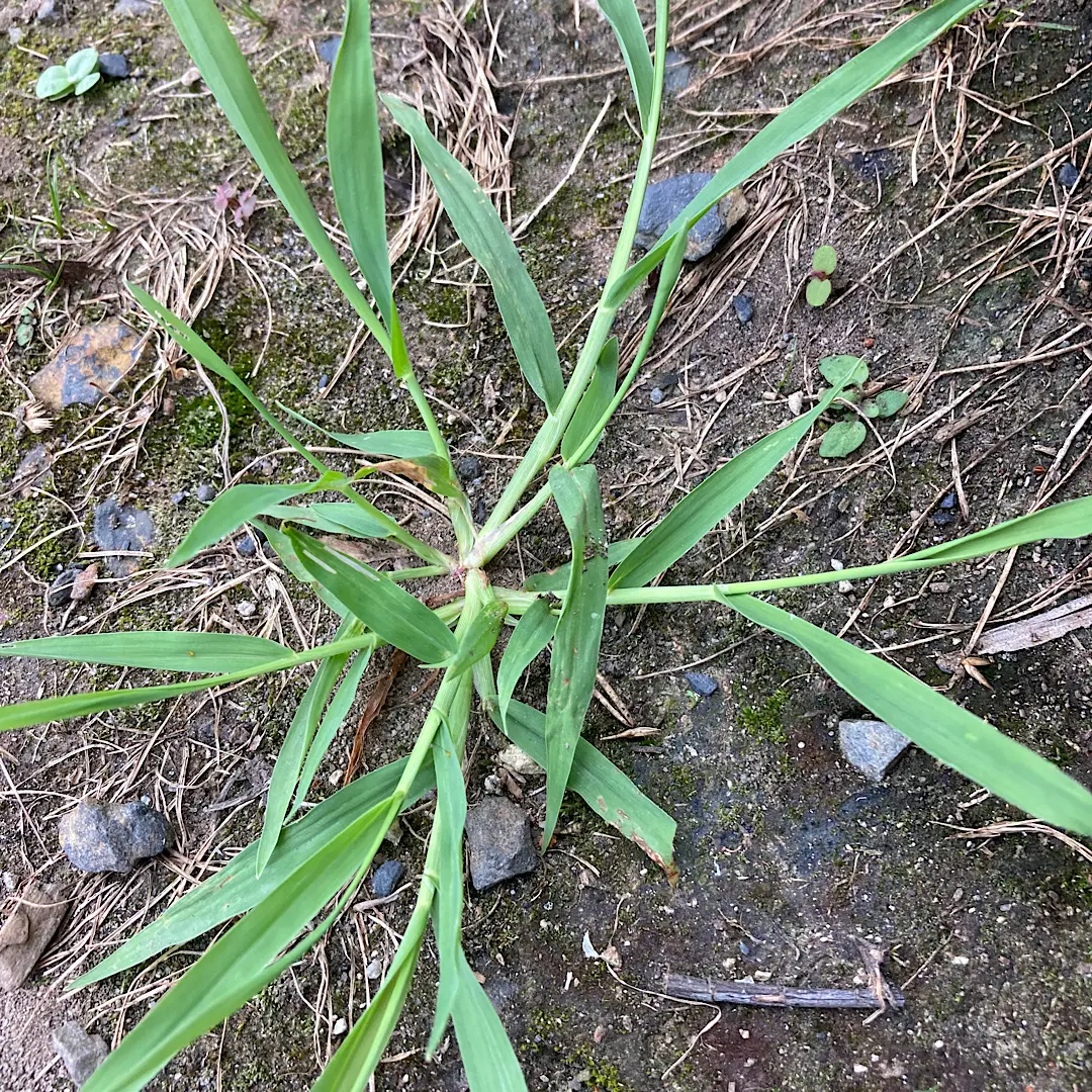 雑草 の 種類
