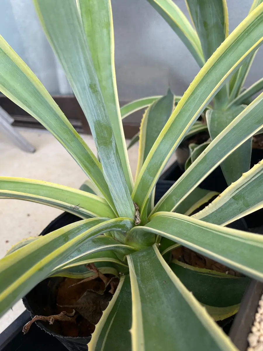 このアガベの種類は何でしょうか？名前を教えて下さい！葉の｜園芸