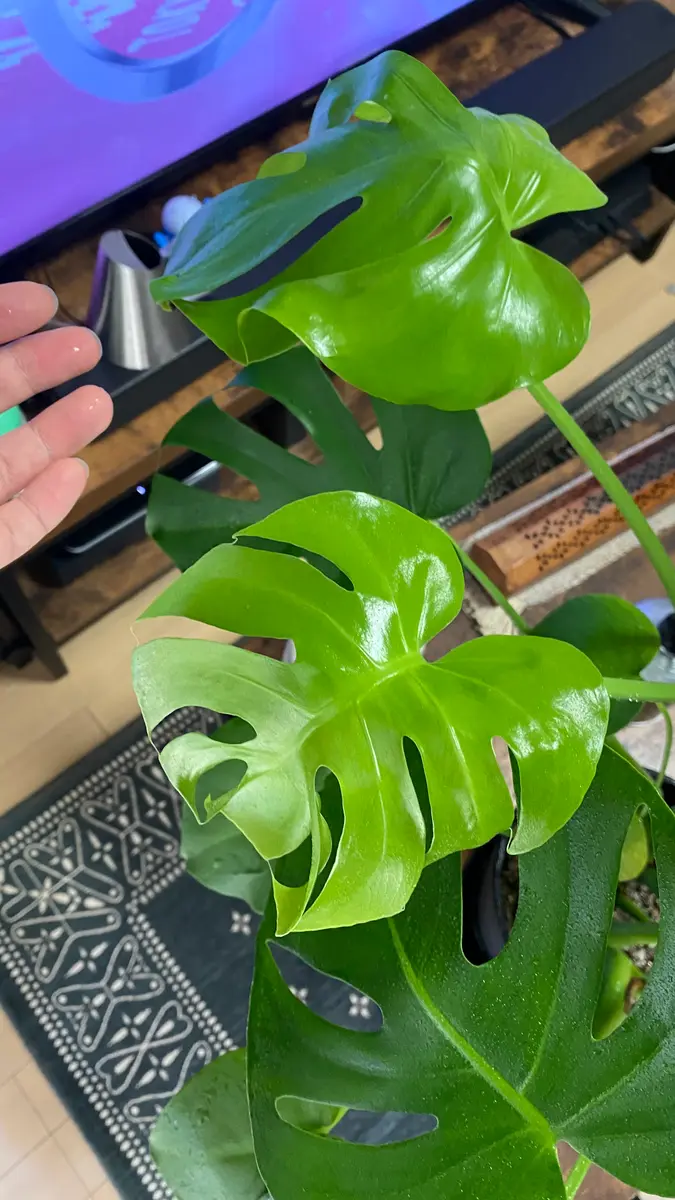 モンステラ 大きめの葉 濃い緑 モンステラ 大きめの葉 濃い緑 モンステラ 大きめの葉 濃い緑