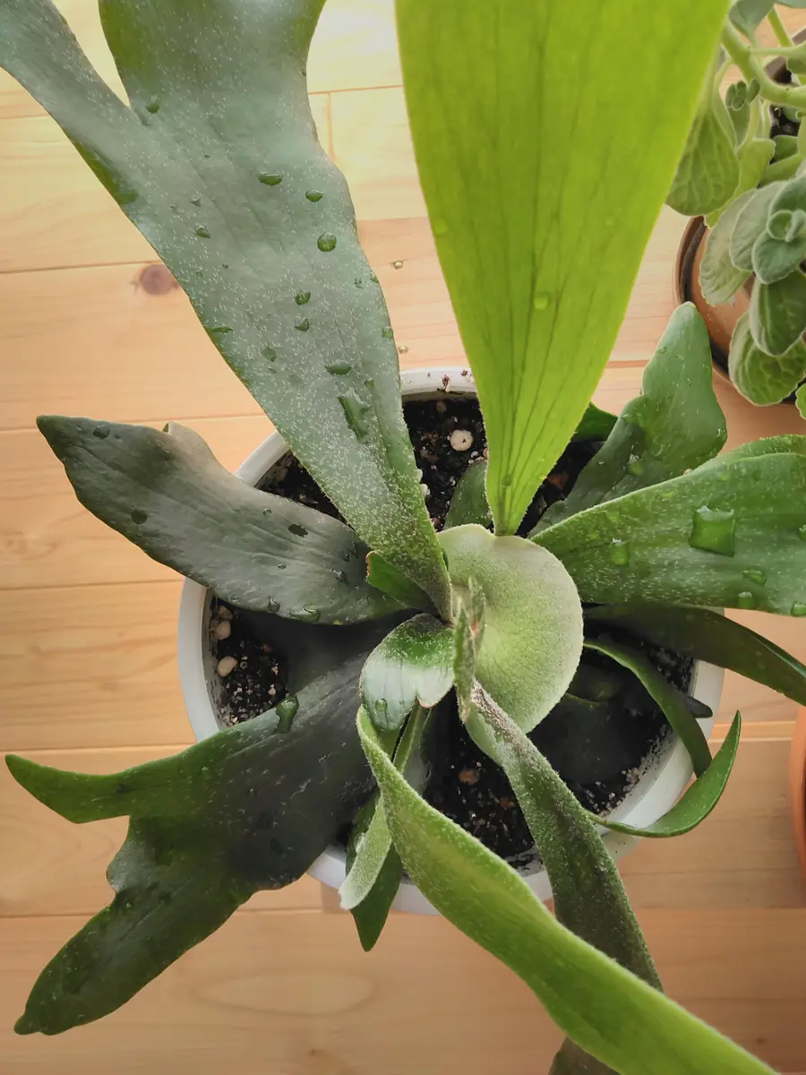 ビカクシダ 胞子葉