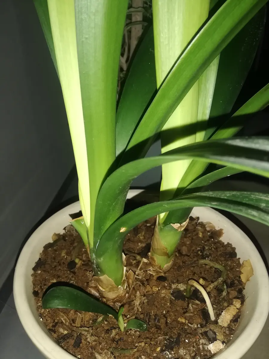 君子蘭の子株が出来ません。20年近く栽培していますが一度も｜園芸