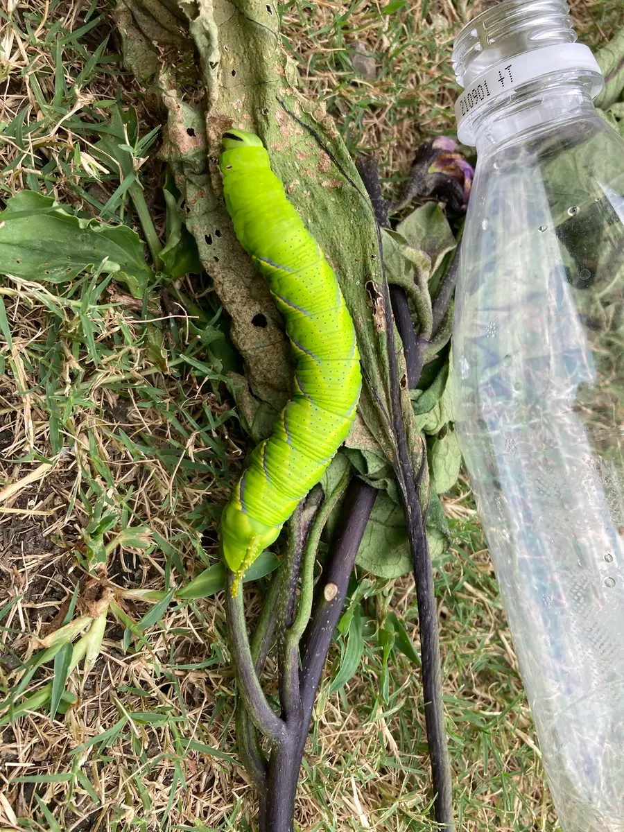 落ちてる茄子 Eggplant] Don't remove them! If you can get them through the