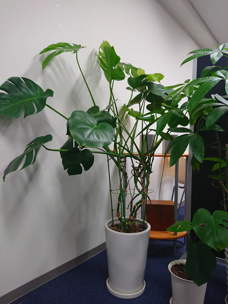 お取引中 大きな観葉植物（モンステラ）お譲りします 気持ち良し