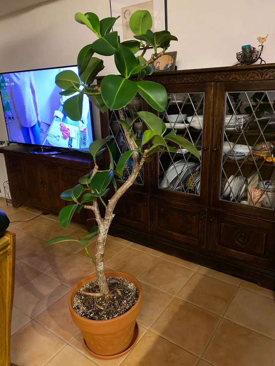 大きなゴムの木を買ったのですが、鉢とのバランスが悪かったの