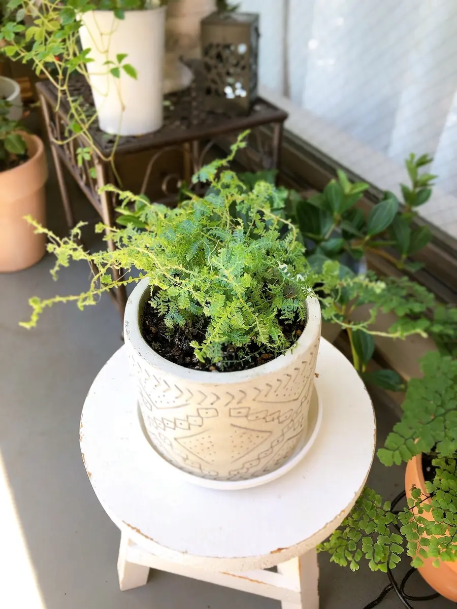 こちらの観葉植物の名前を忘れてしまいました。葉がとても小さ