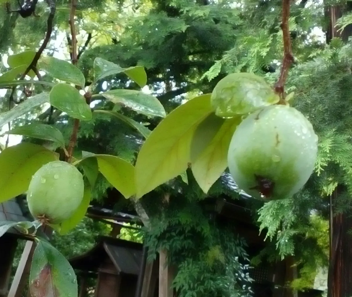 楽天市場】盆栽 酸実 樹高 約7cm ずみ Malus toringo ズミ 実物