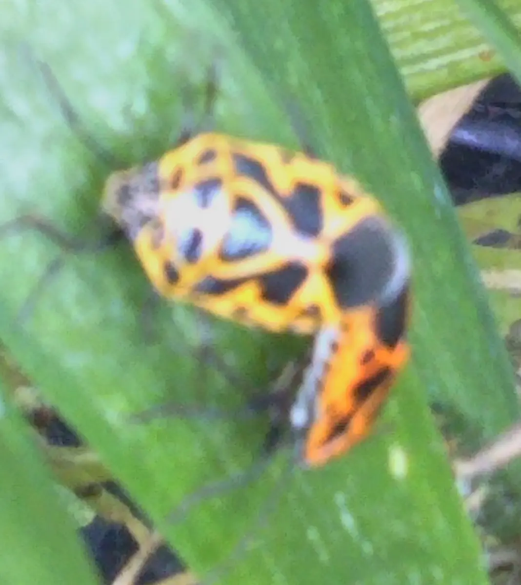 至急】この虫について教えてください！大雨が止んだあと、軒...｜園芸相談Q＆A｜みんなの趣味の園芸