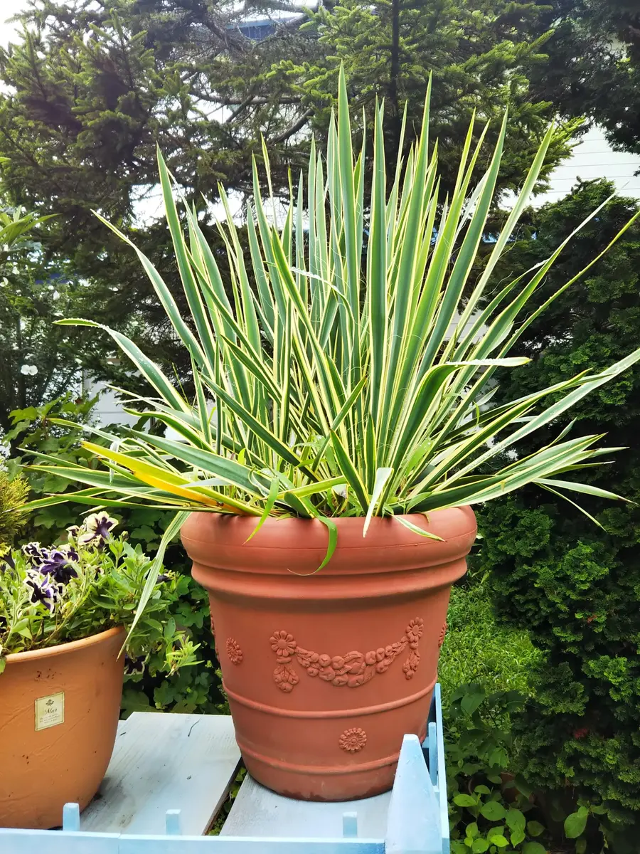 名前がしりたいです。耐寒性もあり雪の下から春小さな芽がでま
