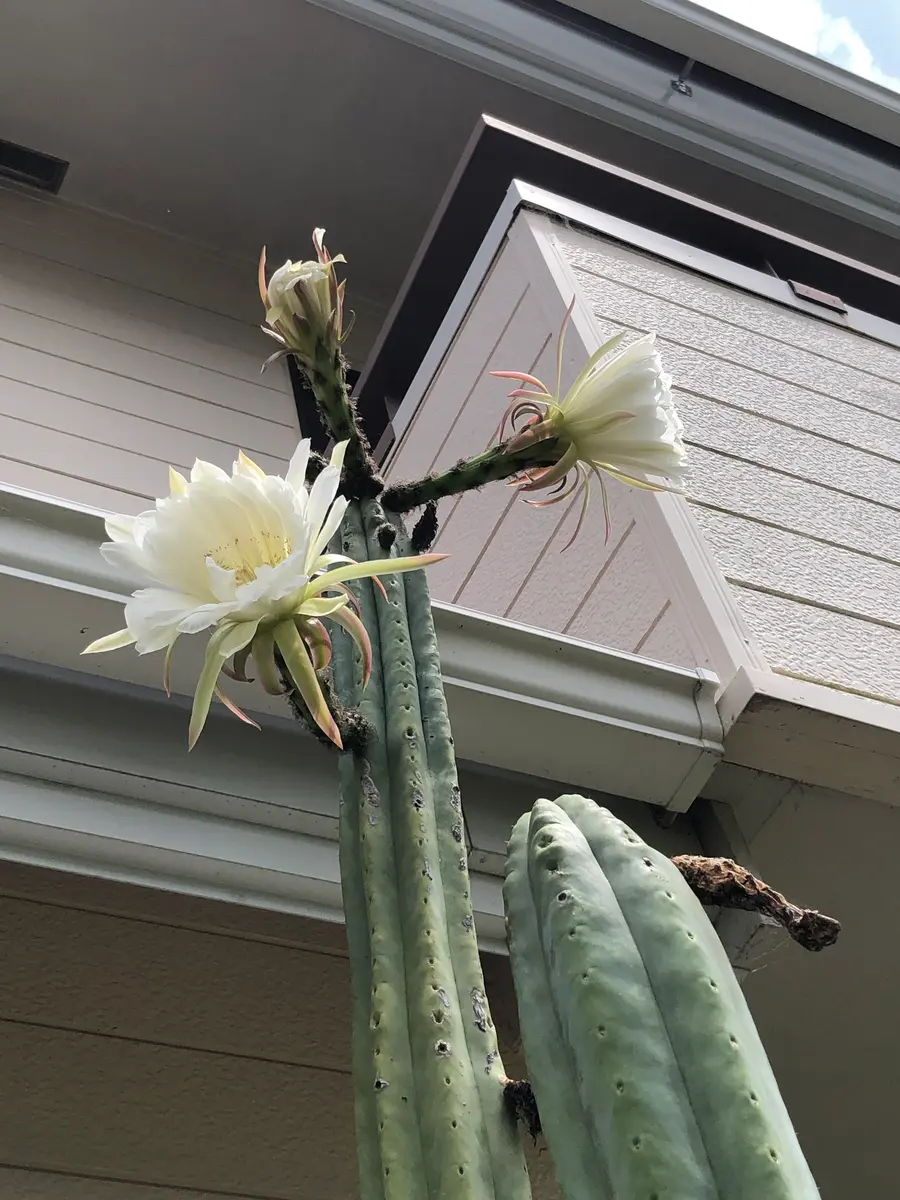 大きなサボテンです。沢山の花を付けるようになりましたが、名