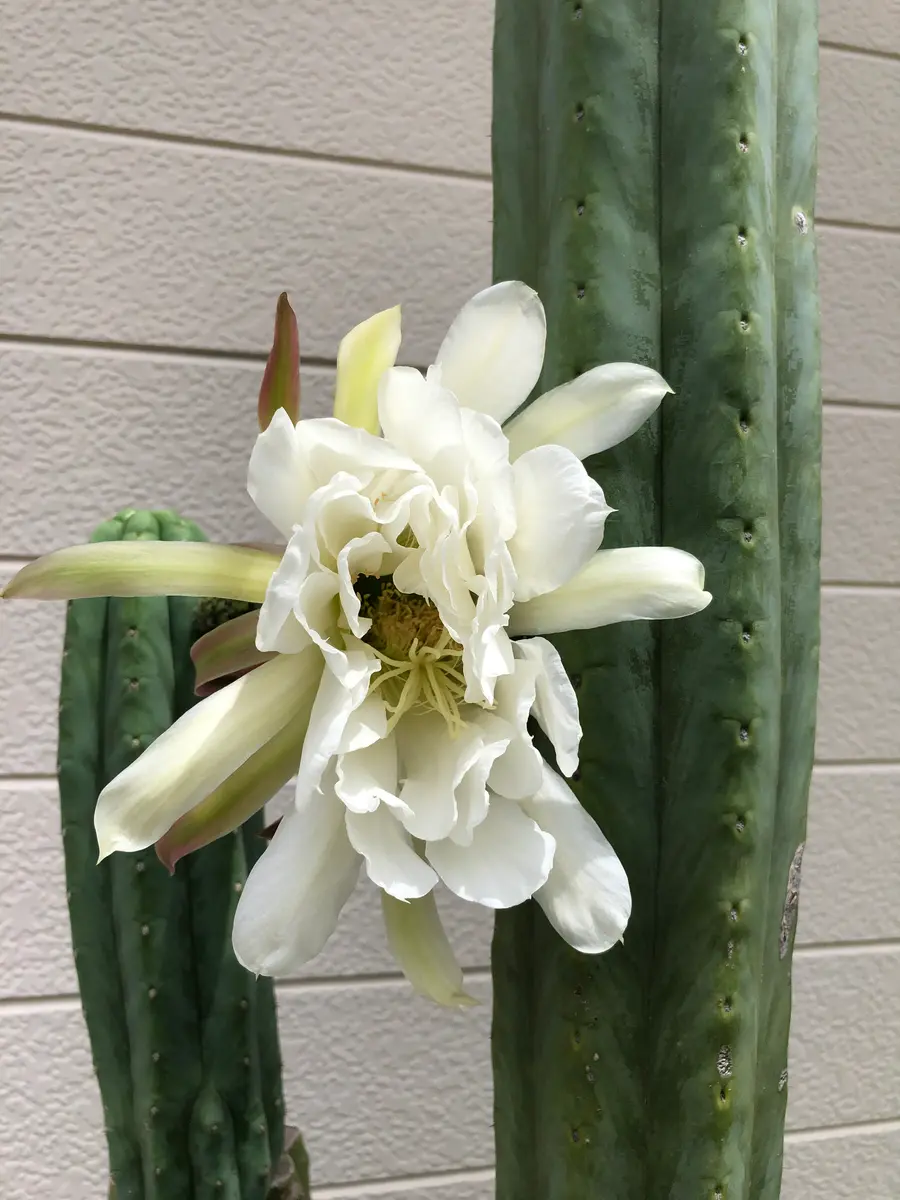 大きなサボテンです。沢山の花を付けるようになりましたが、名