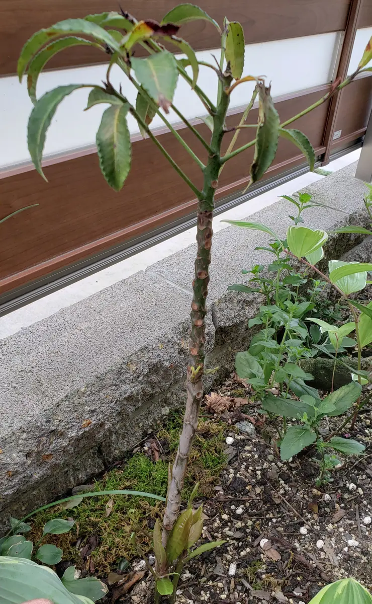 今年春に実が着いた状態で購入した万両です。上部に葉が10枚程