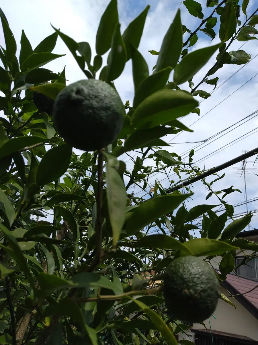 img_cache_q_14109_1_1629865032