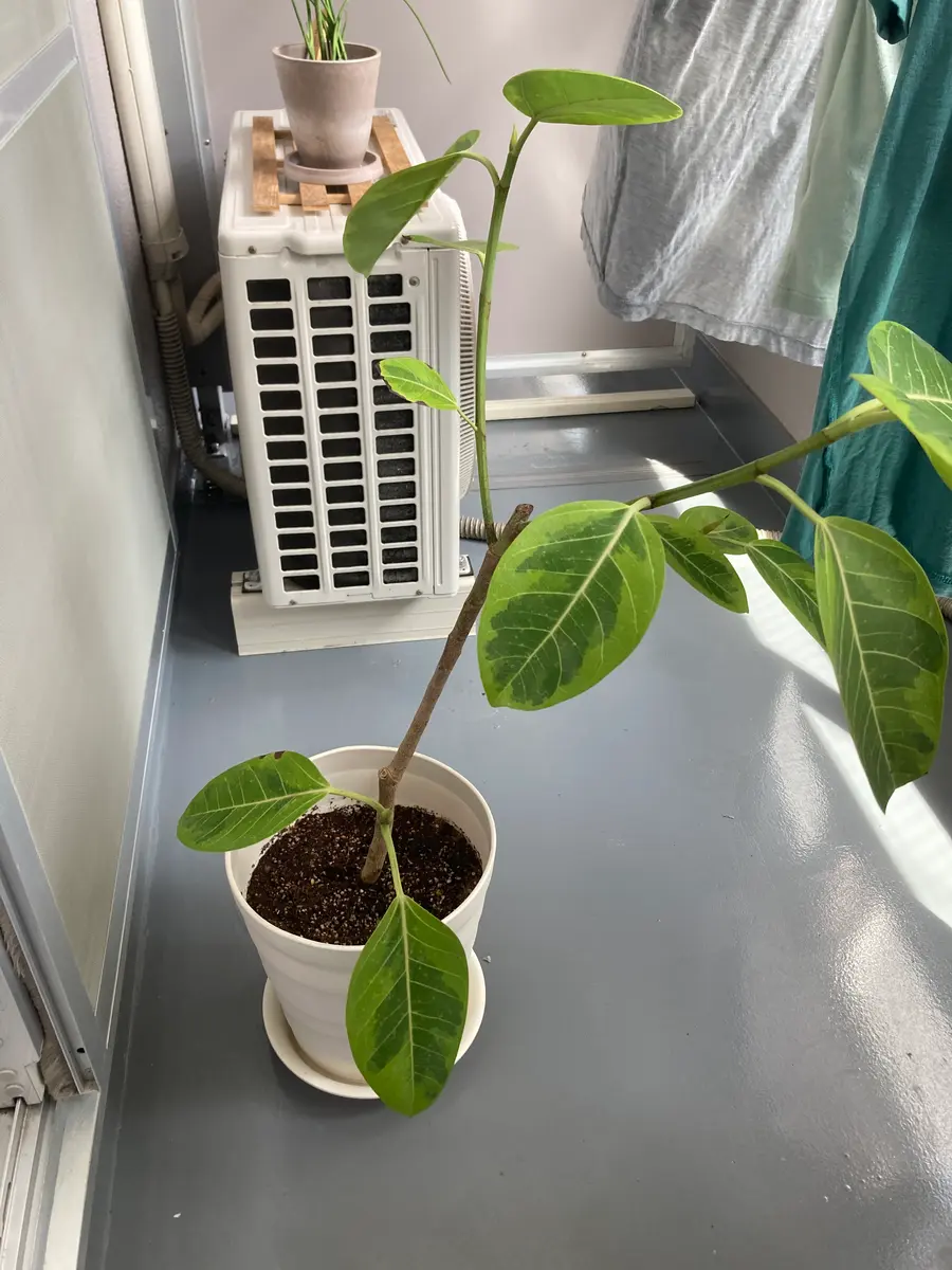 <フィカスアルテシマの元気がないです>園芸初心者です。フィカ