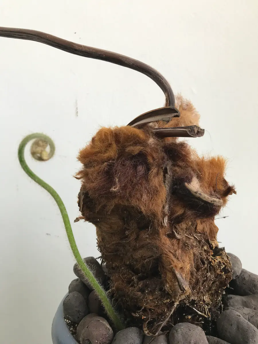 こんにちは。キンモウコウが変な方向に育ちはじめました。何と こんにちは。キンモウコウが変な方向に育ちはじめました。何と
