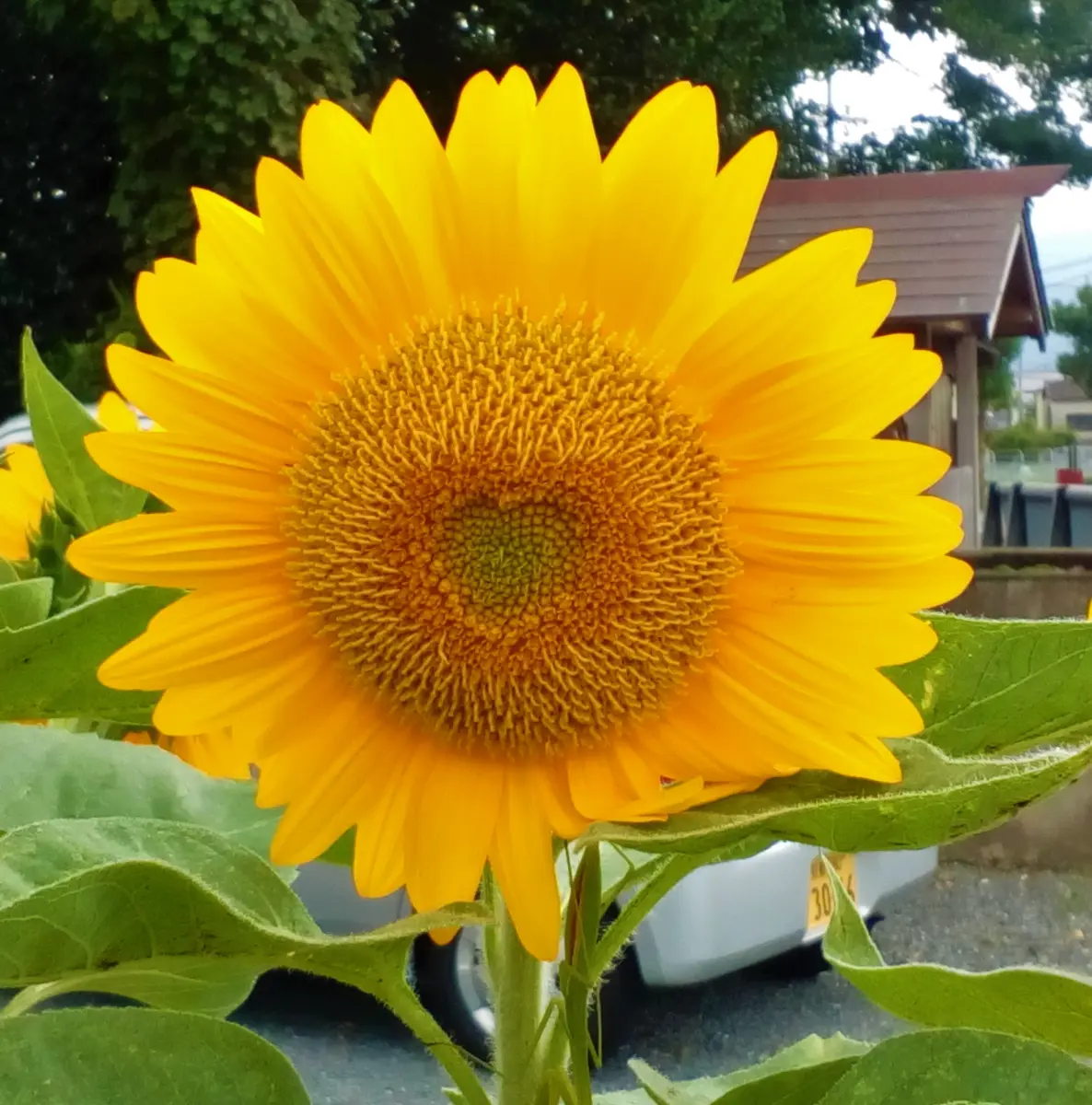 こちらの『ひまわり』の正式名称を教えて下さい？宜しくお願い