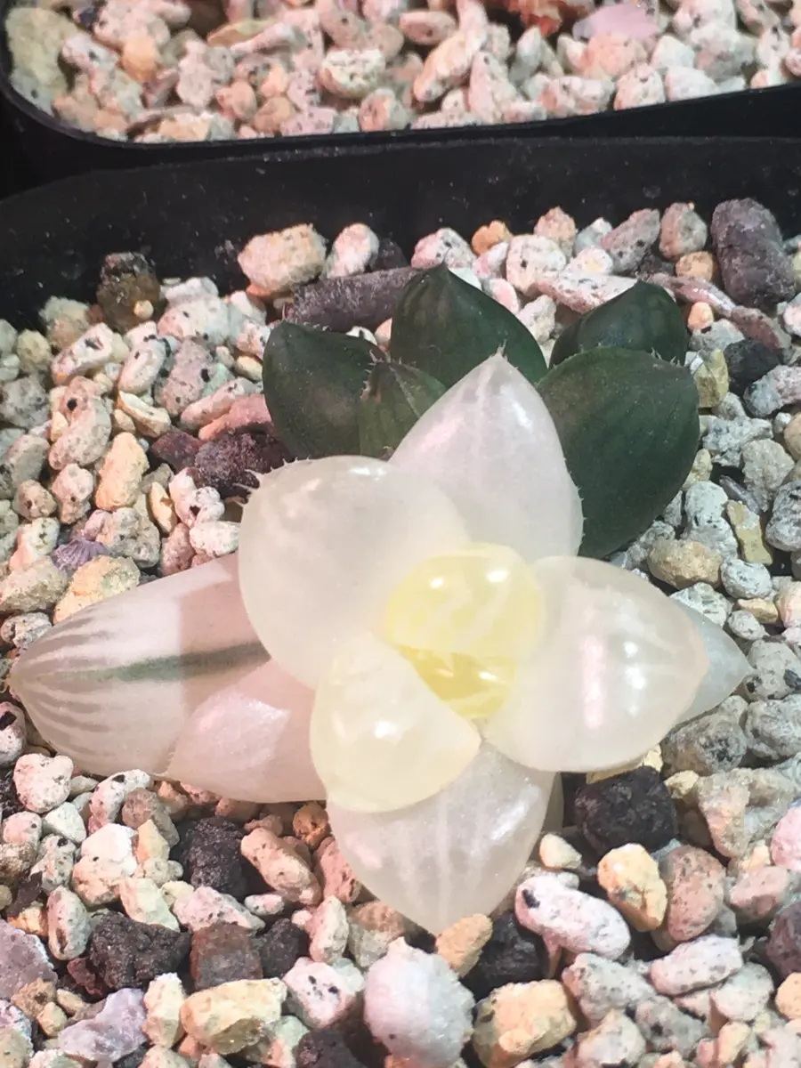 オークションでオブツーサ錦という銘柄で入手して1年経ちました