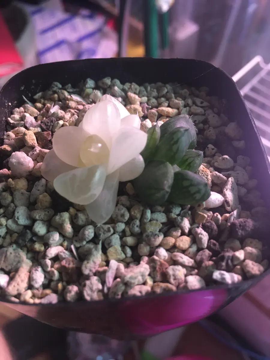 オークションでオブツーサ錦という銘柄で入手して1年経ちました