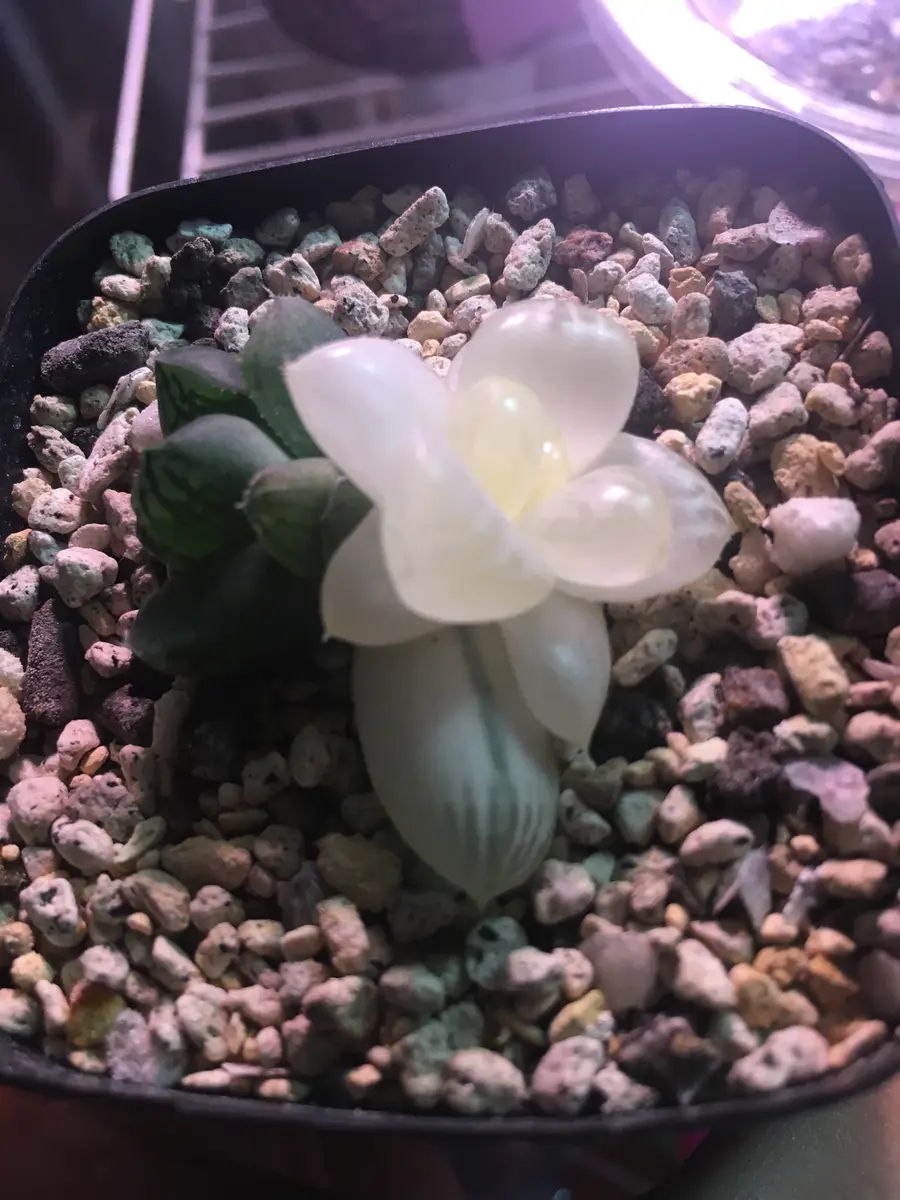 オークションでオブツーサ錦という銘柄で入手して1年経ちました