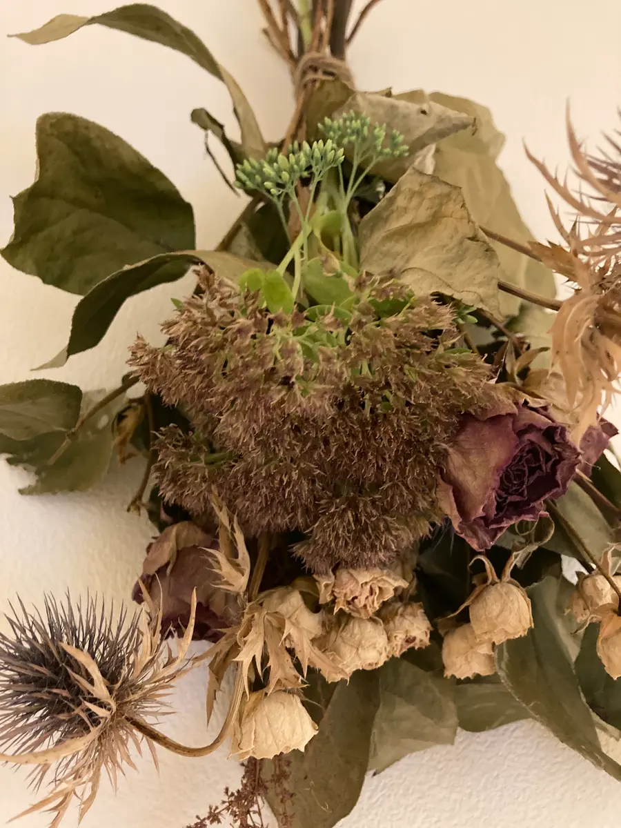 ドライフラワーにしたはずが、茎も枯れず、葉から新しい花？が