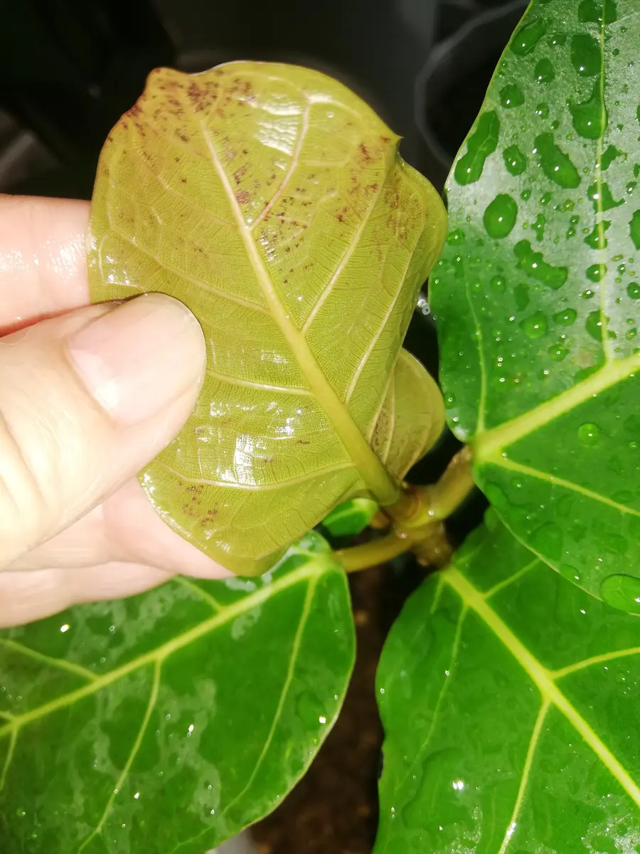 アフリカンプリンス 根上がり大株 アフリカンプリンス 根上がり大株