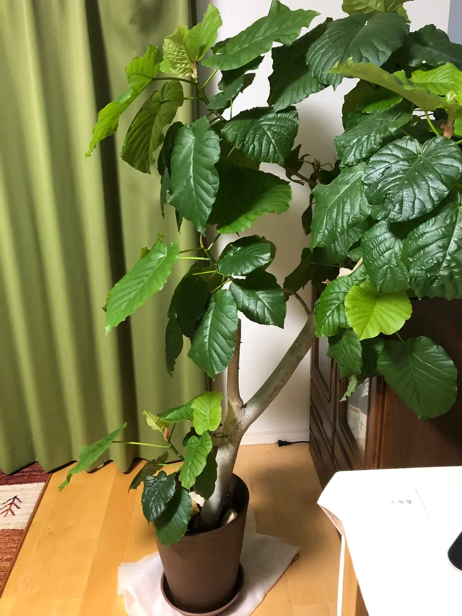 格安即決 ウンベラータなのですが、Y字に枝分かれした片方が枯れてしま その他観葉植物