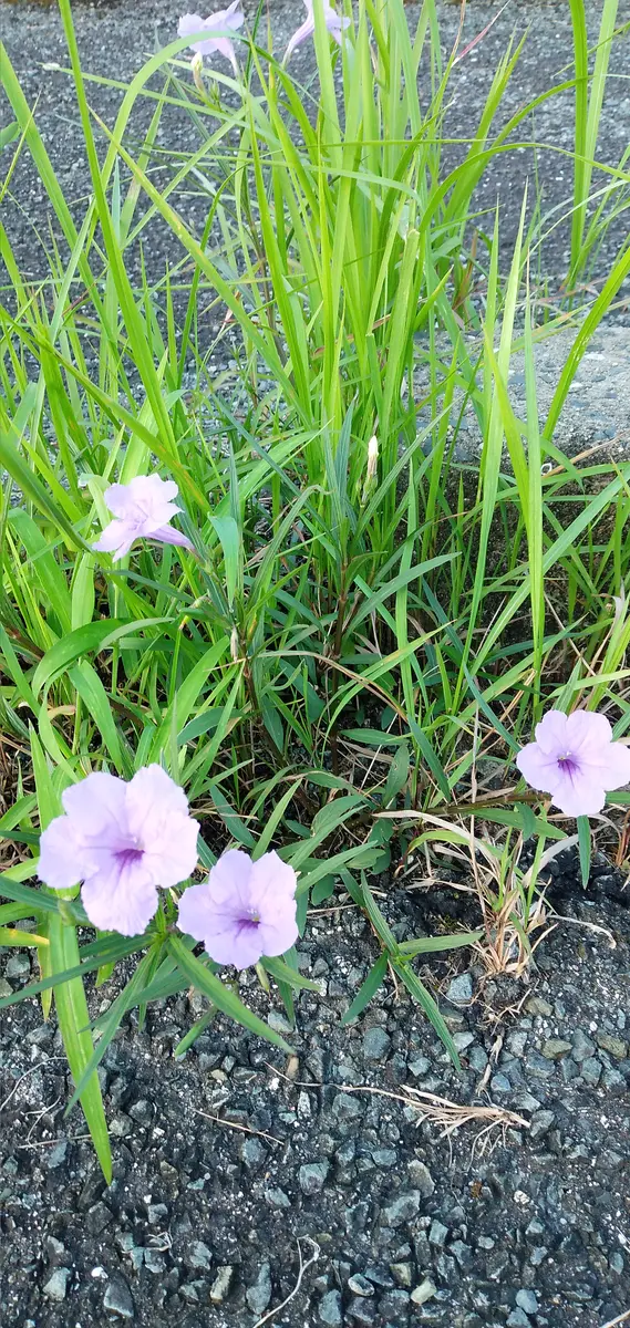 道端の雑草の中にきれいな紫色の花が咲いていました。あまりに