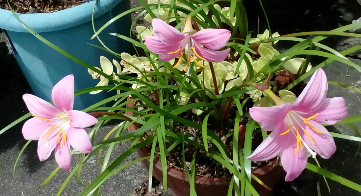 散歩中に見つけたこのピンクの花は『ゼフィランサス』でしょう
