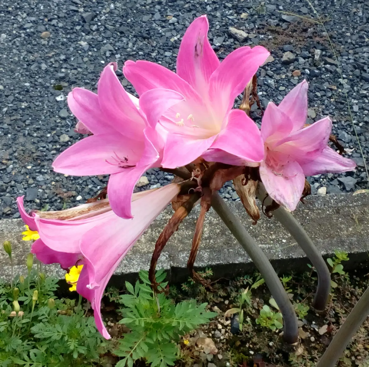 散歩中に見つけたこのピンクの花は『ゼフィランサス』でしょう