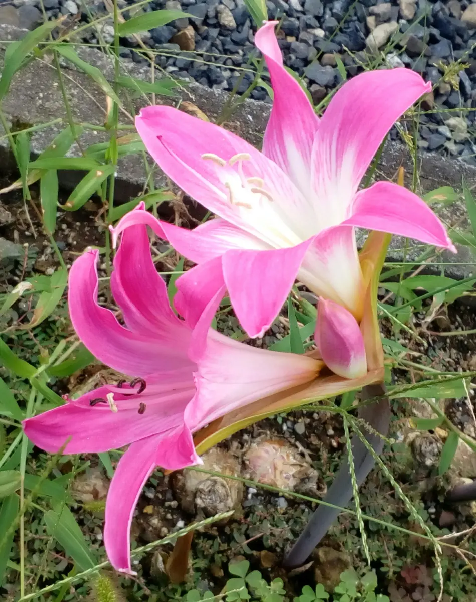 散歩中に見つけたこのピンクの花は『ゼフィランサス』でしょう