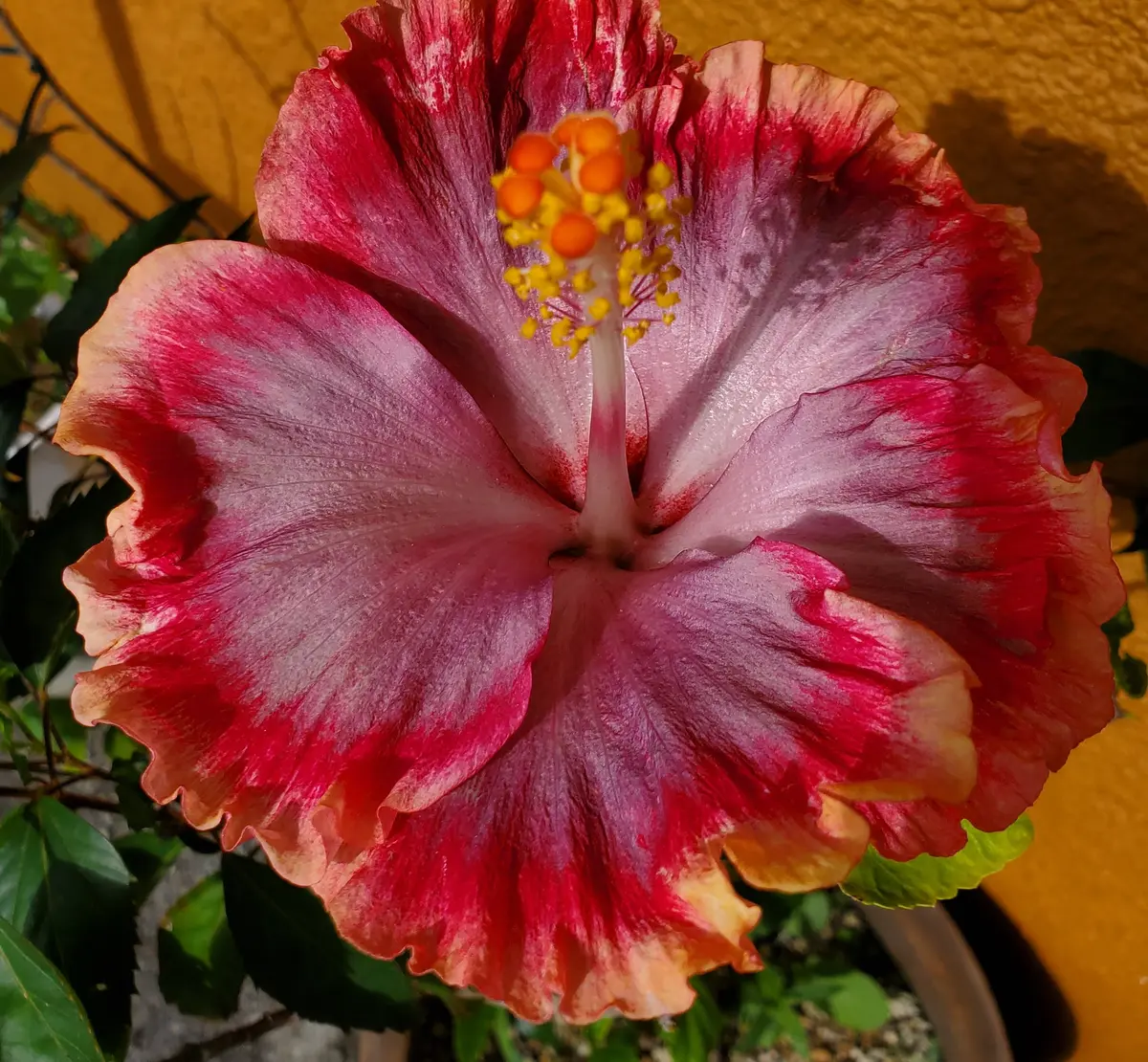 4年前に購入したハイビスカスですが、今年の花色が激変してしま 