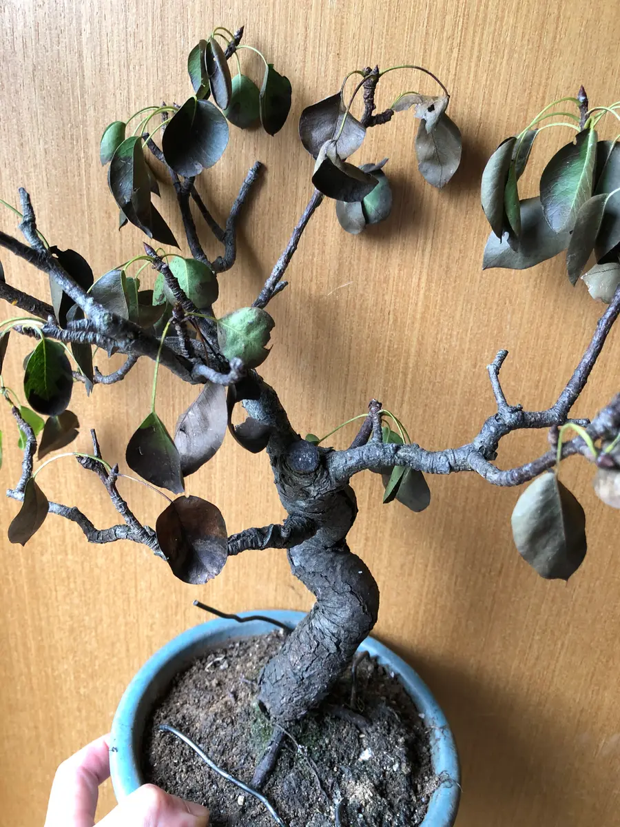 三河盆栽　なし　梨　盆栽 三河盆栽 なし 梨 盆栽 最新