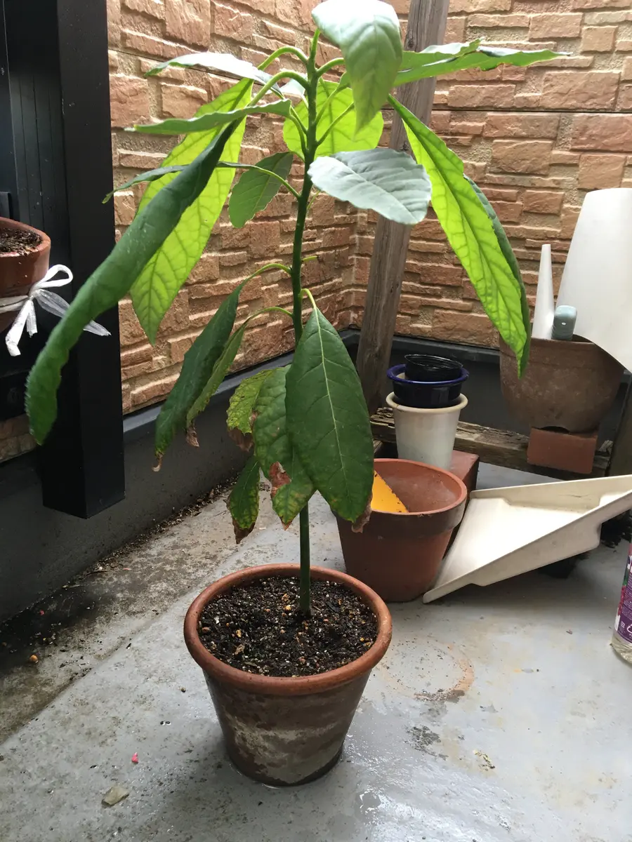 種から育てたアボカドの木　引き取り可能な方！ 種から育てたアボカドの木 引き取り可能な方！ 鉢植えのアボカドの木