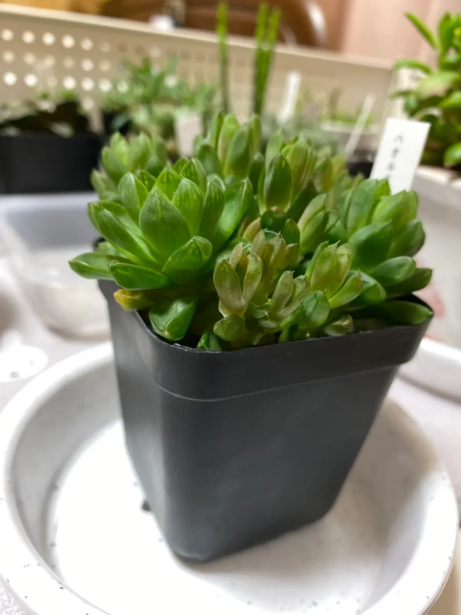ハオルチア水晶オブツーサを育てているのですが、最近だんだん 