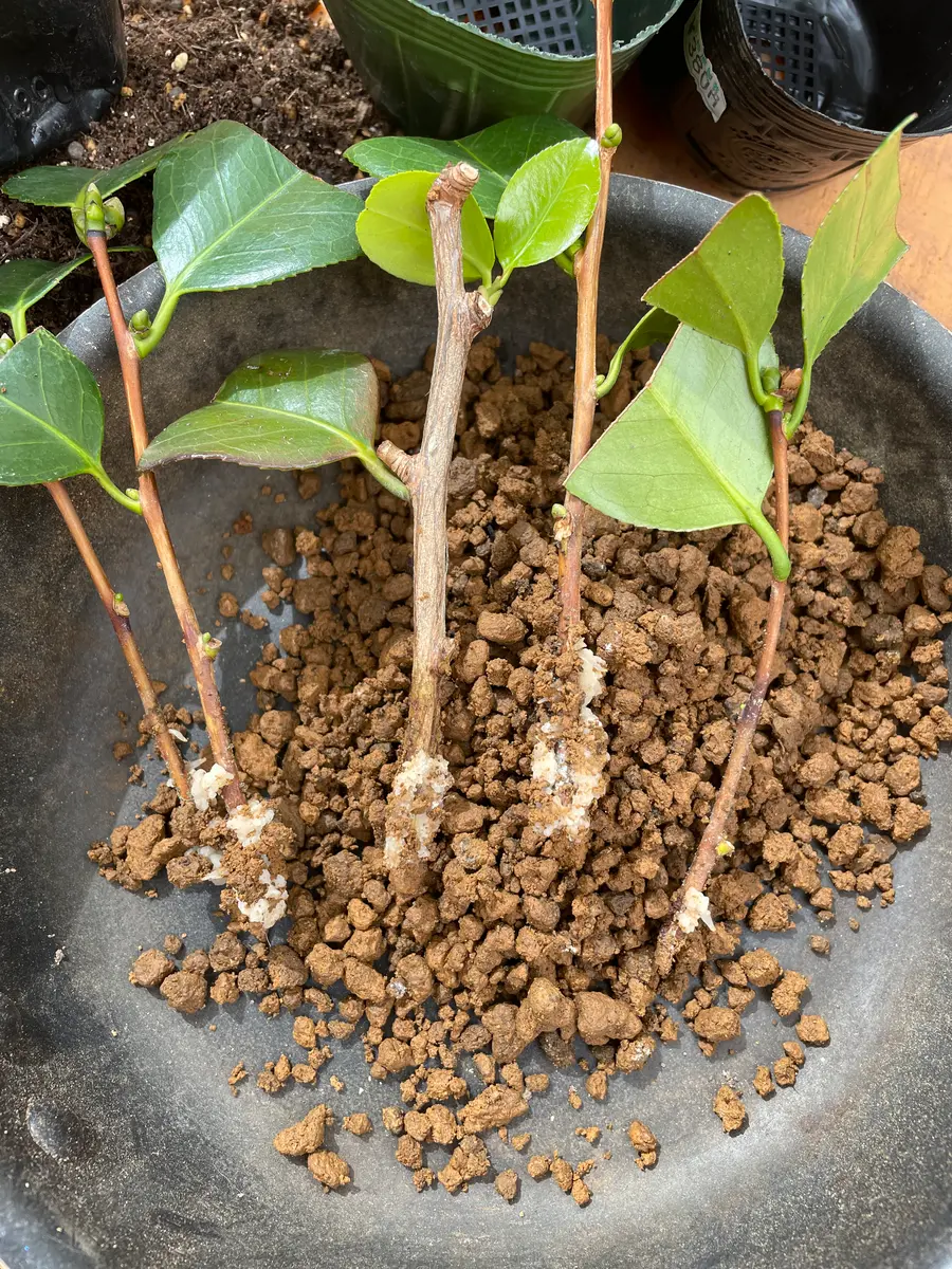 夏用挿し穂 梅雨時に最適〜 挿し芽＊挿し木🌱｜🍀GreenSnap（グリーンスナップ）