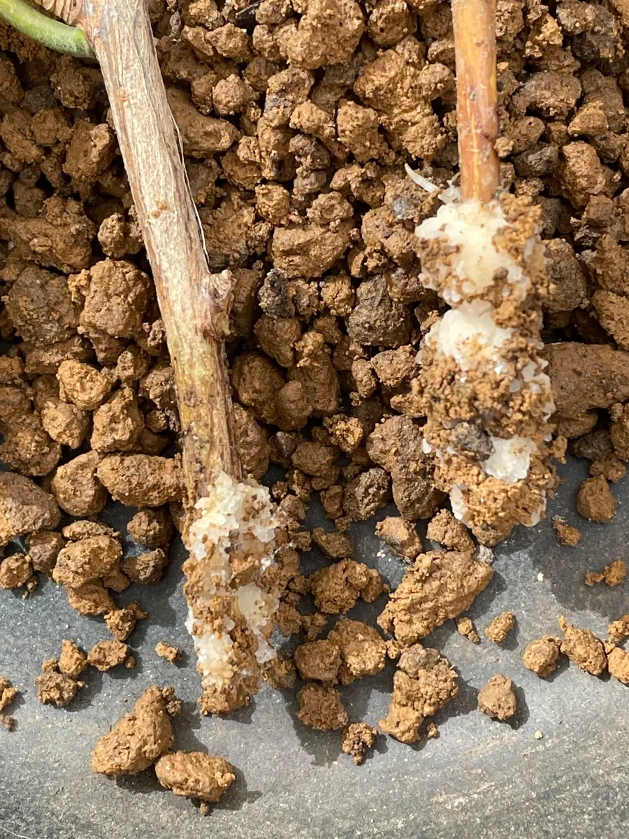 挿し芽初心者です。よろしくお願いいたします。庭の椿の挿木｜園芸