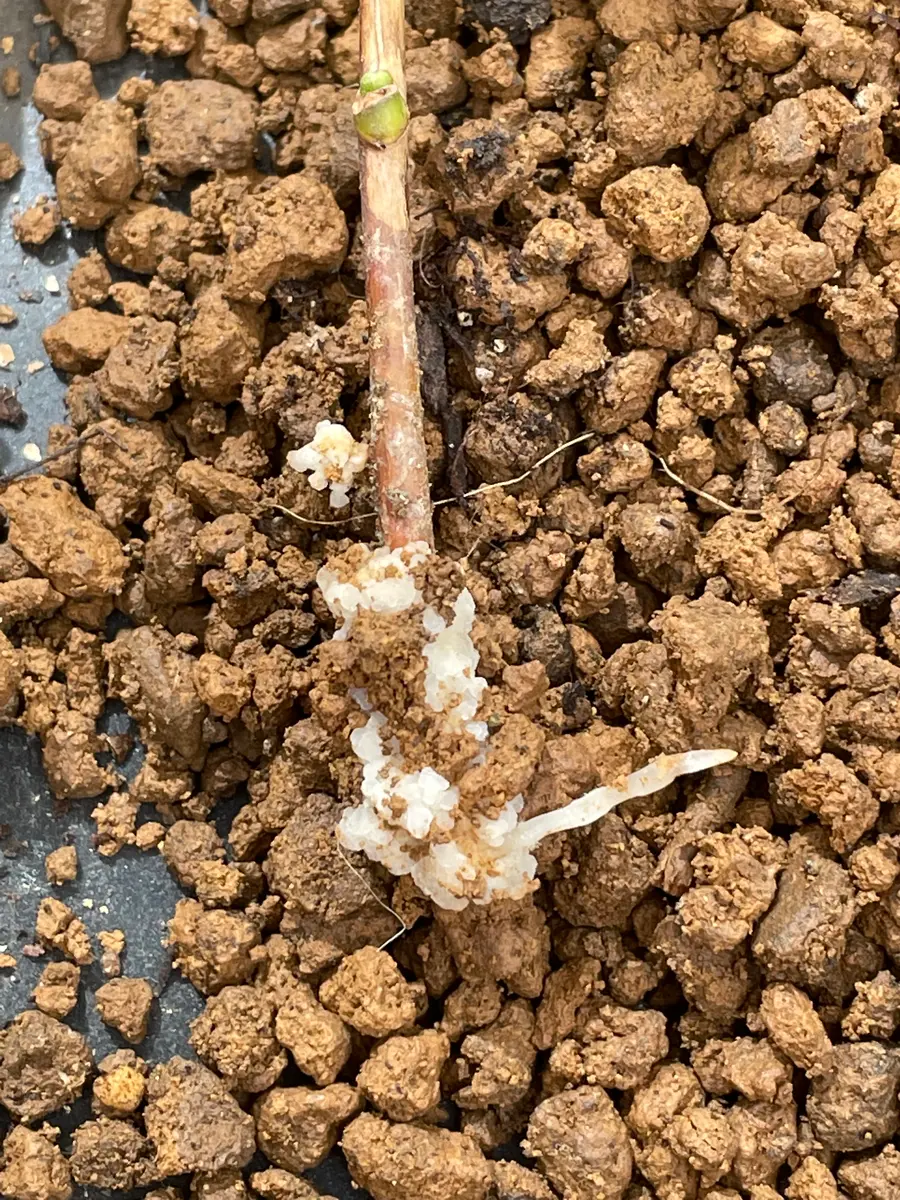 夏用挿し穂 挿し芽初心者です。よろしくお願いいたします。庭の椿の挿木｜園芸