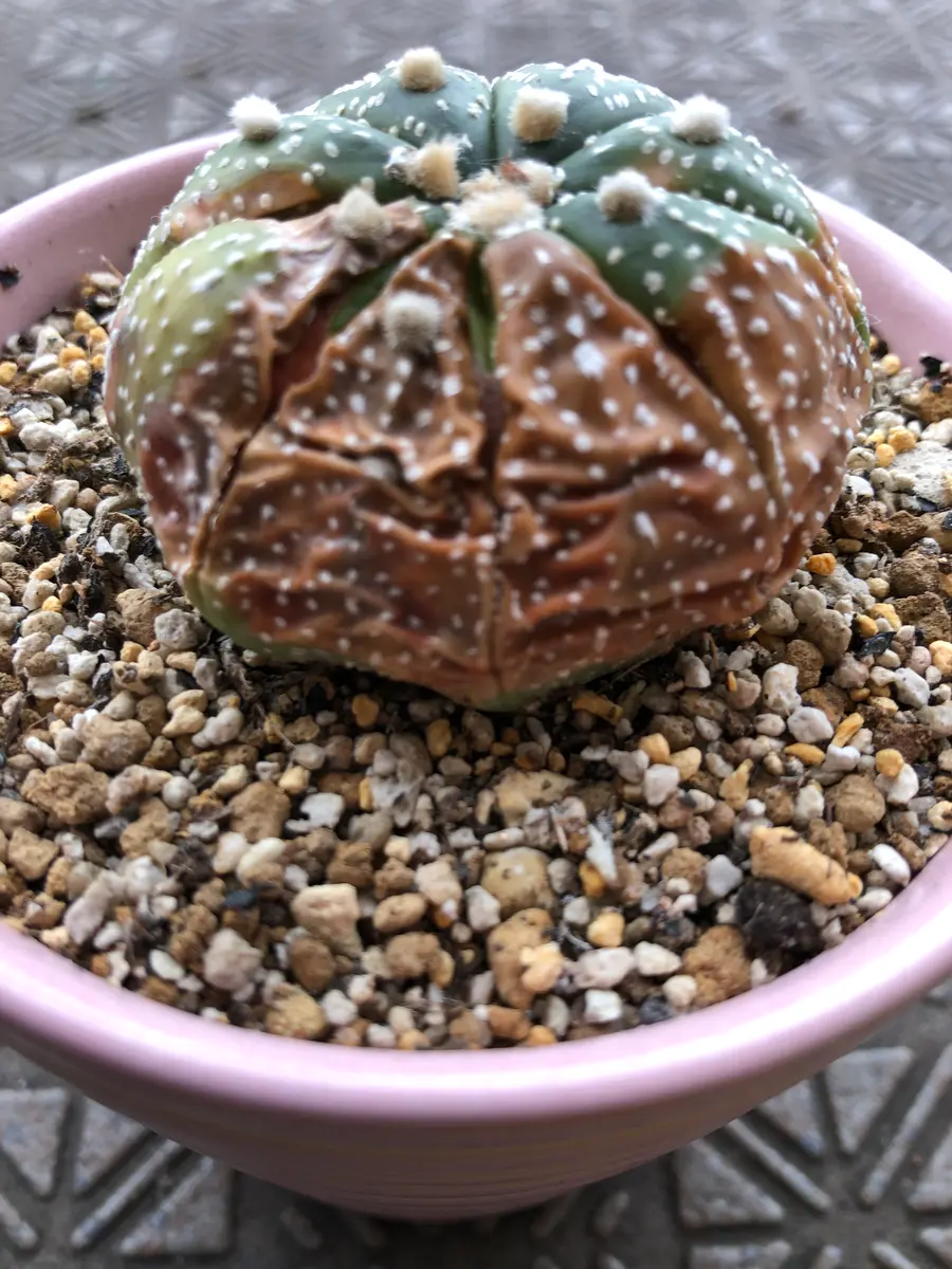 訳あり　多肉植物　アストロフィツム　兜丸　発根済み 園芸ネット本店｜アストロフィツム：兜丸（Vタイプ・セレクト株）3号23