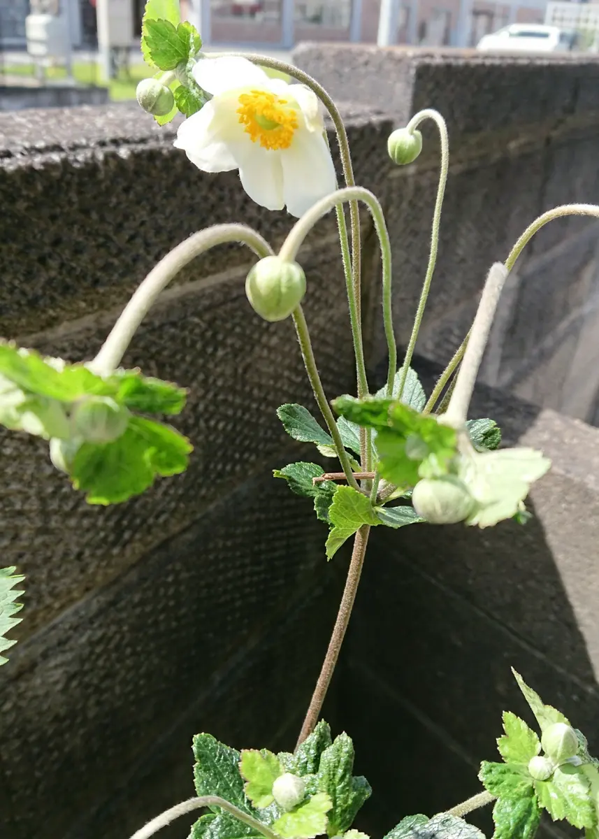 かえでのような葉っぱでグランドカバ－にしています。最近茎が