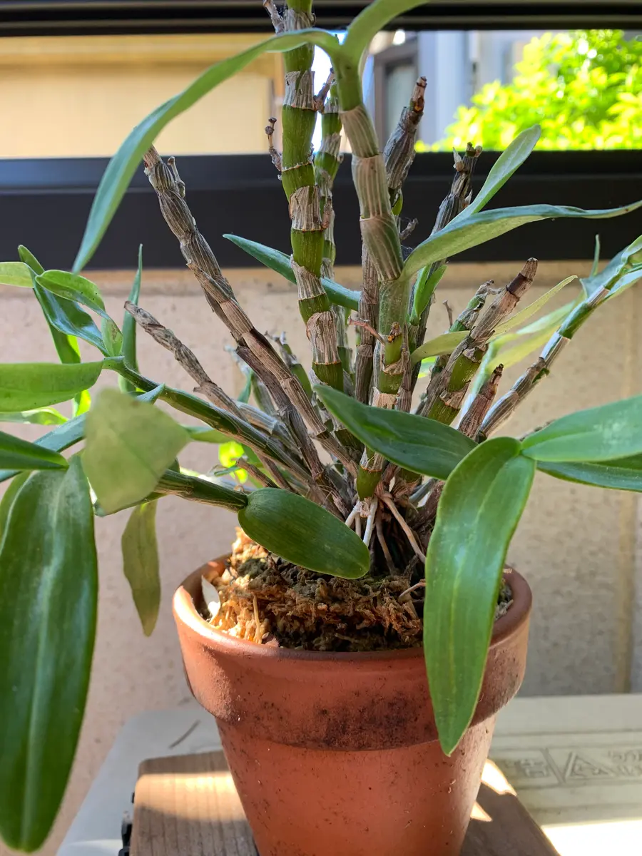 デンドロビウムですが根詰まりしていたので7月に植え替えをして