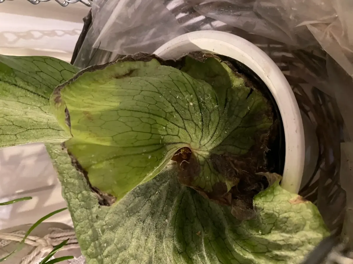 観葉植物 ビカクシダ グランデ 胞子葉展開中