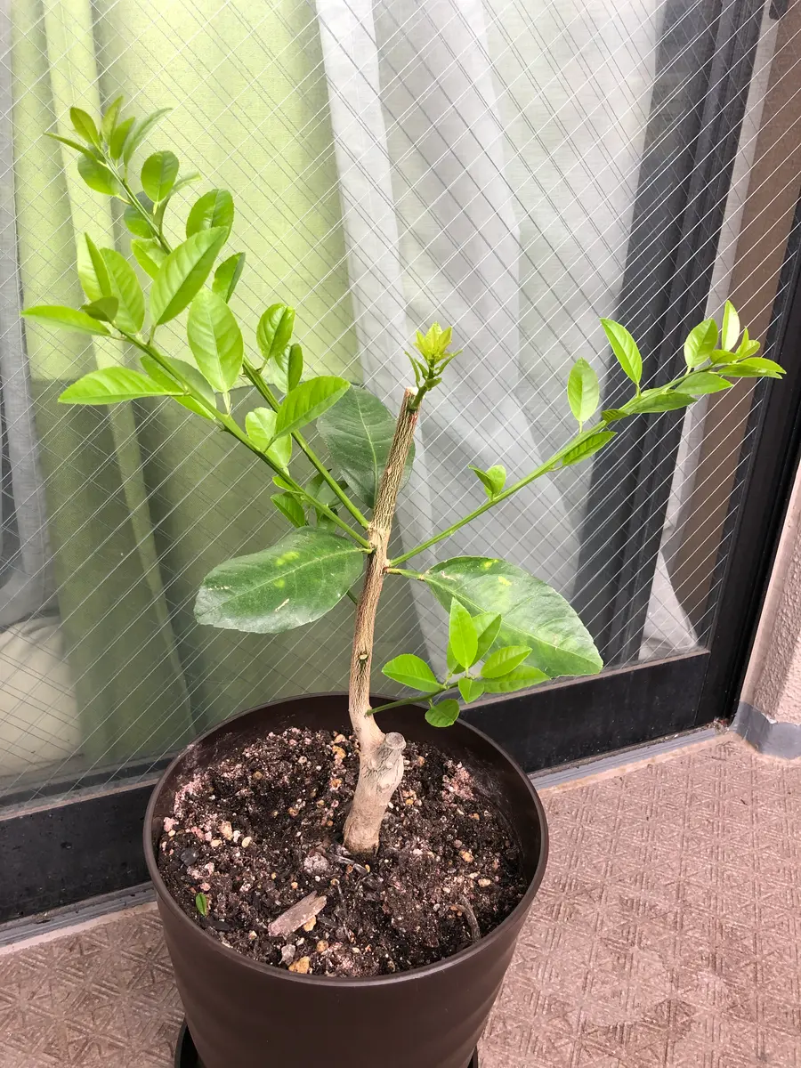 6月頭にスイートレモネードの棒苗を購入しました。20cmくらいの