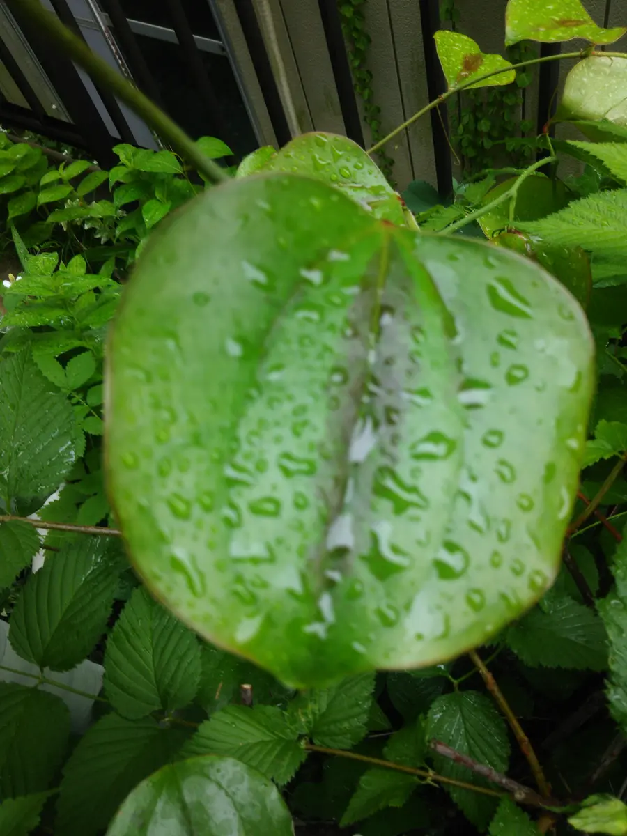 とげのある蔓の見分け方
