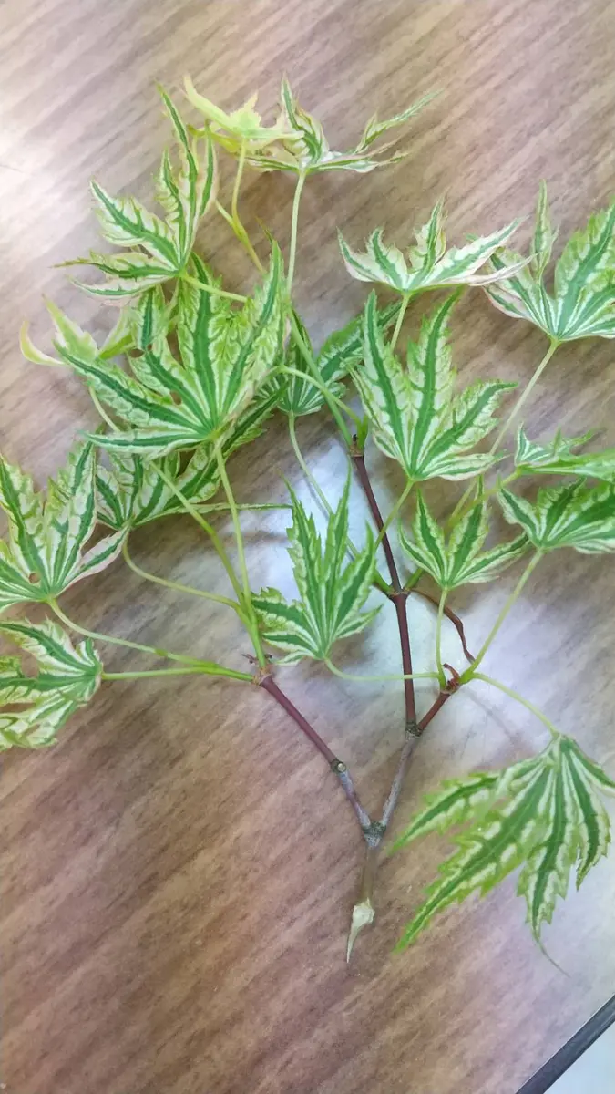 もみじ様 このモミジなのか 楓なのか 名前が、知りたいです。鴫立沢も｜園芸