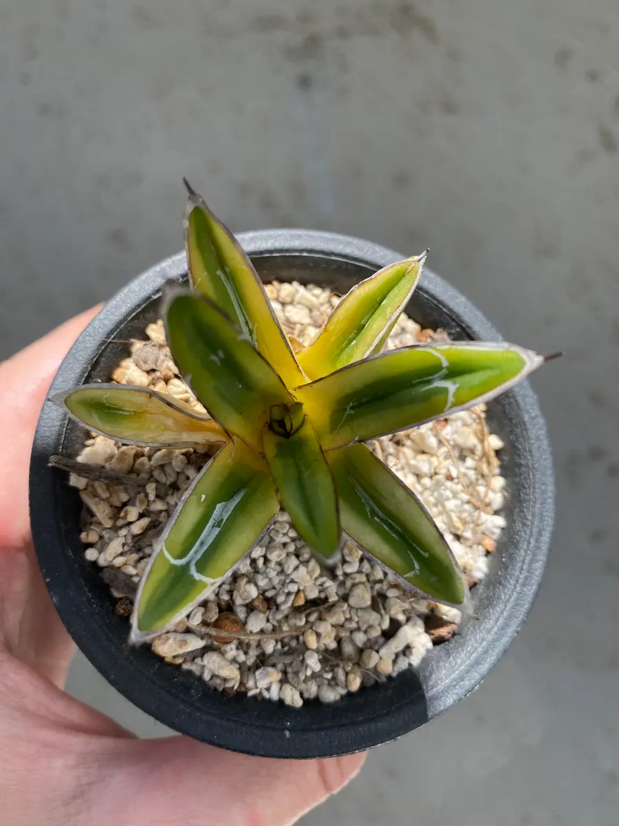 アガベ 笹の雪 値下げ中！アガベ 笹の雪 ダルマ 極上株！ 直径20センチ！